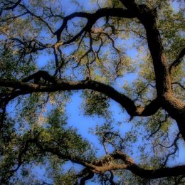 hayscounty_tomspencer-260x260