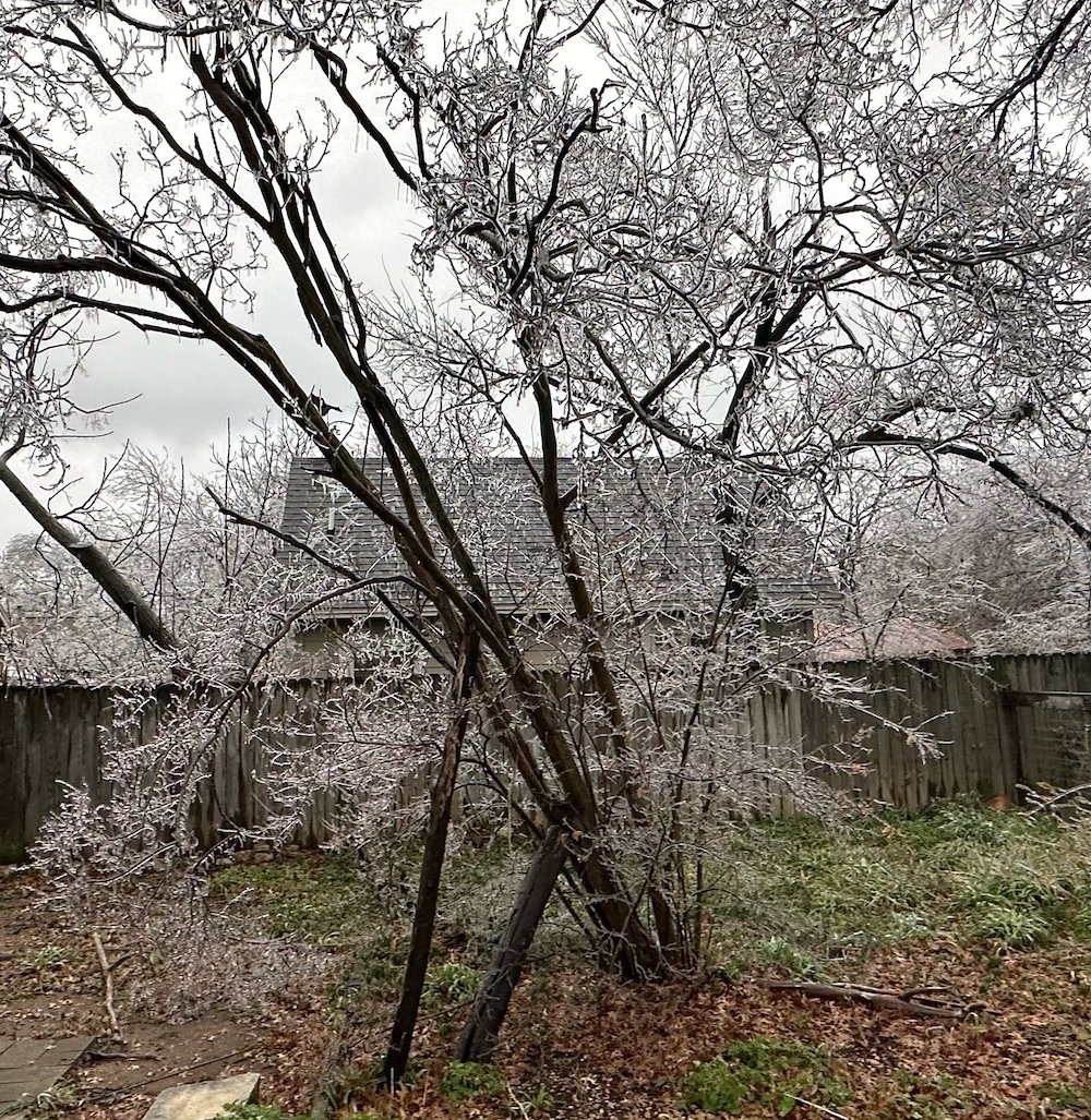 Frozen tree from the February 2023 Freeze